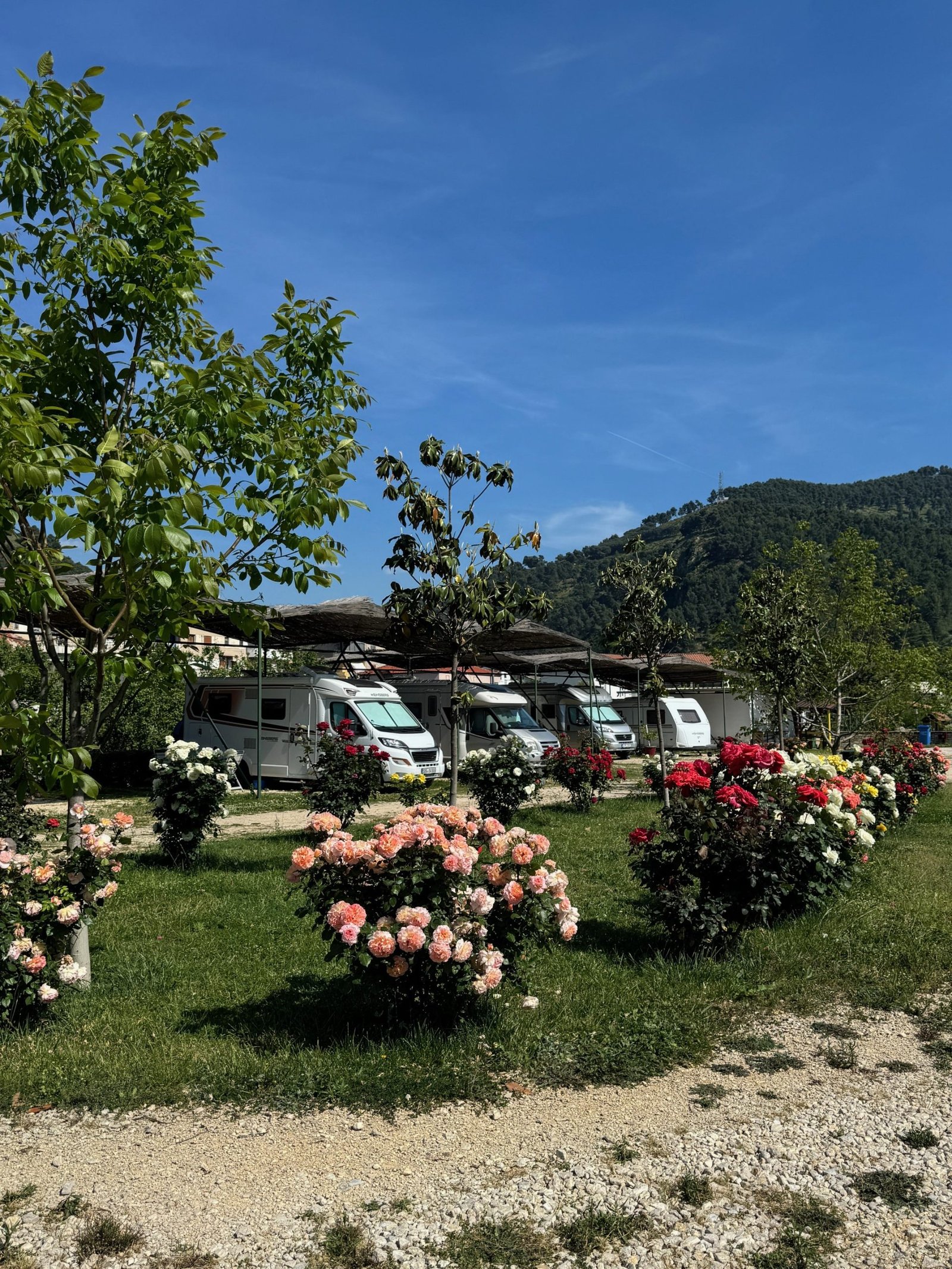 Lush green campsite with vibrant roses, parked RVs, and a panoramic backdrop of Berat’s hills and distant mountains.